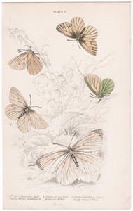 Plate 8

Pontia Chariclea Male
Pontia Metra Male
Pontia Sabellicae Female
Early White Cabbage B.
Howards White
Dusky-veined White 